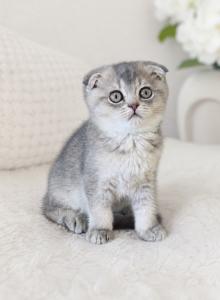Mia - Scottish Fold Kitten For Sale - Boca Raton&comma; FL&comma; US