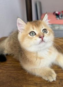 Goldy - Scottish Straight Kitten For Sale - Davenport, FL, US Goldy - Scottish Straight Kitten For Sale - Davenport, FL, US