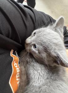 Mittens - Domestic Kitten For Adoption - Bakersfield&comma; CA&comma; US