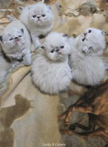 Lucky B Cattery - Exotic Kitten For Sale - Wentzville&comma; MO&comma; US