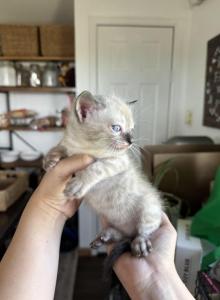 Beautiful snow Bengal - Bengal Kitten For Adoption - Scottsbluff&comma; NE&comma; US