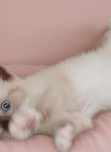 Grumpi's first born - Snowshoe Kitten For Sale - Walterboro&comma; SC&comma; US