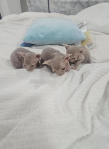 Naked babies - Sphynx Kitten For Sale - Delavan&comma; WI&comma; US