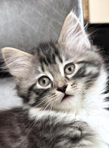 Fluffy Boy - Maine Coon Kitten For Sale - GA, US Fluffy Boy - Maine Coon Kitten For Sale - GA, US