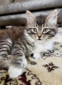 Fluffy Boy Maine Coon Mix - Maine Coon Kitten For Sale - GA&comma; US
