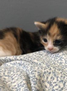 Calico - Domestic Kitten For Sale - Huntly&comma; VA&comma; US
