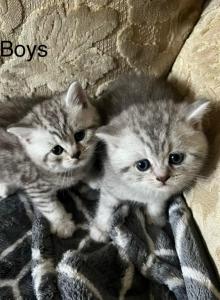 Body - British Shorthair Kitten For Sale - Clackamas&comma; OR&comma; US