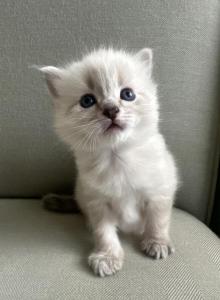Saint Registered Ragdoll - Ragdoll Kitten For Sale - Amherst, NH, US Saint Registered Ragdoll - Ragdoll Kitten For Sale - Amherst, NH, US