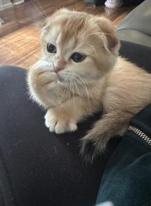 Purrsey Jr - Scottish Fold Kitten For Sale - PA&comma; US