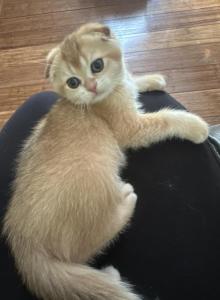 Purrsey Jr - Scottish Fold Kitten For Sale - PA, US Purrsey Jr - Scottish Fold Kitten For Sale - PA, US
