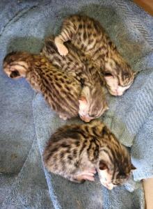 Bengalese - Bengal Kitten For Sale - Bedford&comma; PA&comma; US