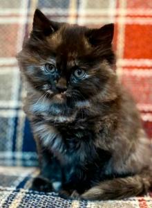 Sugar - Maine Coon Kitten For Sale - Charlton&comma; MA&comma; US