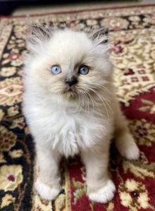 Sally - Ragdoll Kitten For Sale - Storrs&comma; CT&comma; US