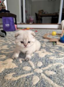 Scottish Fold Female kitten - Scottish Fold Kitten For Sale - Sterling&comma; VA&comma; US