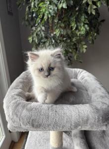ZT treasure - Ragdoll Kitten For Sale - Goodrich&comma; MI&comma; US