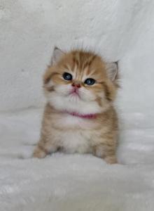 Star - Scottish Fold Kitten For Sale - Vancouver&comma; WA&comma; US