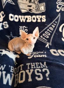 Baby yoda - Bambino Kitten For Sale - Fort Worth&comma; TX&comma; US