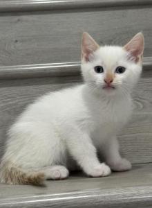 Ollow mix Ragdoll & Blue calico - Ragdoll Kitten For Adoption - Auburn&comma; WA&comma; US