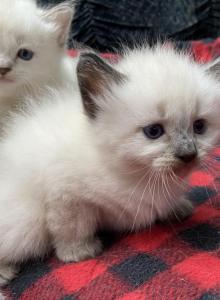 Purebred male Seal Point Siamese kitten - Siamese Kitten For Adoption - NJ&comma; US