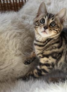 Gina - Bengal Kitten For Sale - Crown Point&comma; IN&comma; US