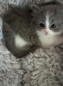 Grey and white female - Persian Kitten For Sale - McKinney&comma; TX&comma; US