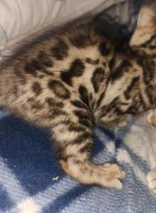 Rosa - Bengal Kitten For Sale - Augusta&comma; ME&comma; US