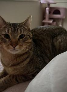 Acacia and Teak's litter - Domestic Kitten For Sale - Kennesaw&comma; GA&comma; US