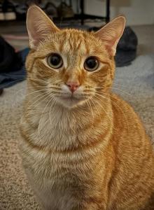 Acacia and Teak's litter - Domestic Kitten For Sale - Kennesaw&comma; GA&comma; US