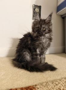 Juliet - Maine Coon Kitten For Sale - OH&comma; US