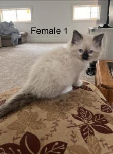 Traditional Litter - Ragdoll Kitten For Sale - Ionia&comma; MI&comma; US