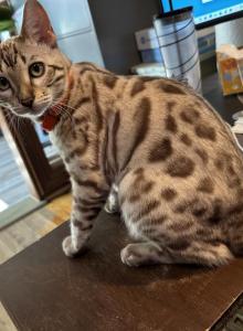 Tempest Orange Collar - Bengal Kitten For Sale - Oklahoma City&comma; OK&comma; US