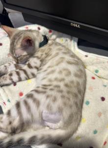 Malachite Green Collar - Bengal Kitten For Sale - Oklahoma City&comma; OK&comma; US