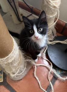 Teacup - Snowshoe Kitten For Adoption - Staten Island&comma; NY&comma; US