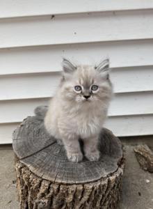 Simon AVAILABLE NOW - Himalayan Kitten For Sale - Peoria&comma; IL&comma; US
