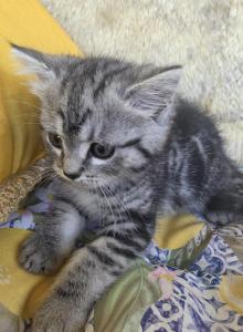 No name - Bengal Kitten For Sale - Thornton&comma; CO&comma; US