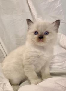 Bunny - Ragdoll Kitten For Sale - Ephrata&comma; PA&comma; US