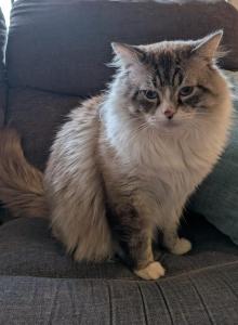 Kiyoka - Ragdoll Cat For Adoption - Vancouver&comma; WA&comma; US