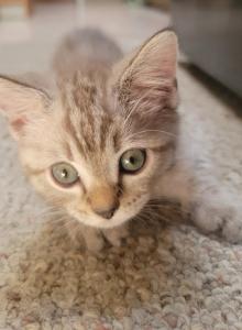 The seven wonders - Bengal Kitten For Sale - Bath&comma; PA&comma; US