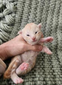 Red Silver boy - Maine Coon Kitten For Sale - MI&comma; US