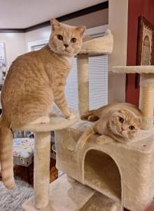 Simba and Fluffy - Scottish Straight Cat For Sale - Hudson&comma; NH&comma; US