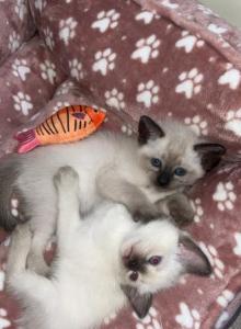 Motchi and Siblings - Siamese Kitten For Sale - Dearborn&comma; MI&comma; US