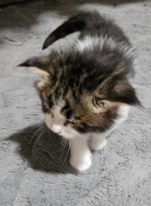 Dutchess's litter - Maine Coon Kitten For Sale - Chickamauga&comma; GA&comma; US