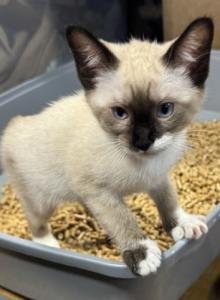 BANDIT SNOW MANX - Siamese Kitten For Sale - Bryan&comma; TX&comma; US