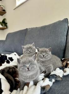 BSH Kittens Spring 26 - British Shorthair Kitten For Sale - Woodland Park&comma; CO&comma; US