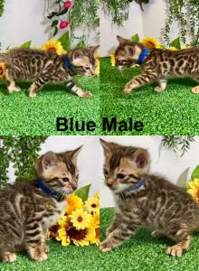 Blue collar marked male - Bengal Kitten For Sale - Mattawan&comma; MI&comma; US