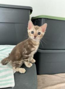 Kiki Tika Kiko Amara Luna Leo Romeo rock - Bengal Kitten For Adoption - NJ, US Kiki Tika Kiko Amara Luna Leo Romeo rock - Bengal Kitten For Adoption - NJ, US
