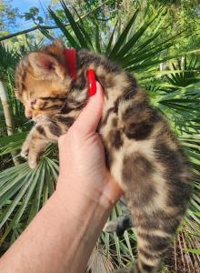 Chaos Brown rosetted bengal kitten for sale - Bengal Kitten For Sale - FL&comma; US