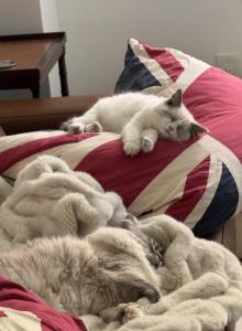 Coconut - Ragdoll Kitten For Sale - Manhattan, NY, US Coconut - Ragdoll Kitten For Sale - Manhattan, NY, US
