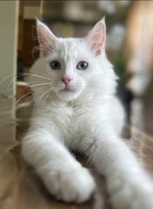 Pearl - Maine Coon Kitten For Adoption - New York&comma; NY&comma; US
