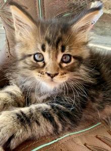 Honey - Maine Coon Kitten For Sale - Vass&comma; NC&comma; US